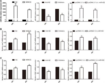 MiR-452 Regulates C2C12 Myoblast Proliferation and Differentiation via Targeting ANGPT1